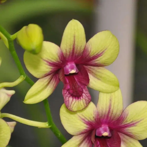 Dendrobium (DS-182)