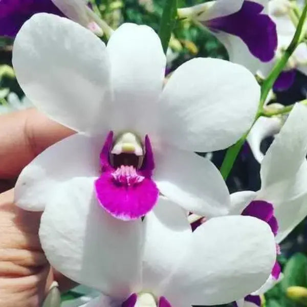 Dendrobium (DS-185)