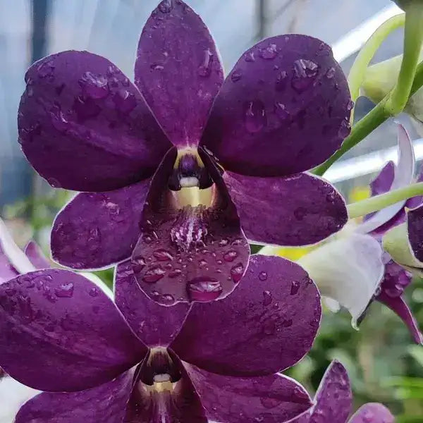 Dendrobium (DS-187)