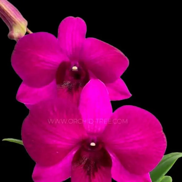 Dendrobium (DS-189)