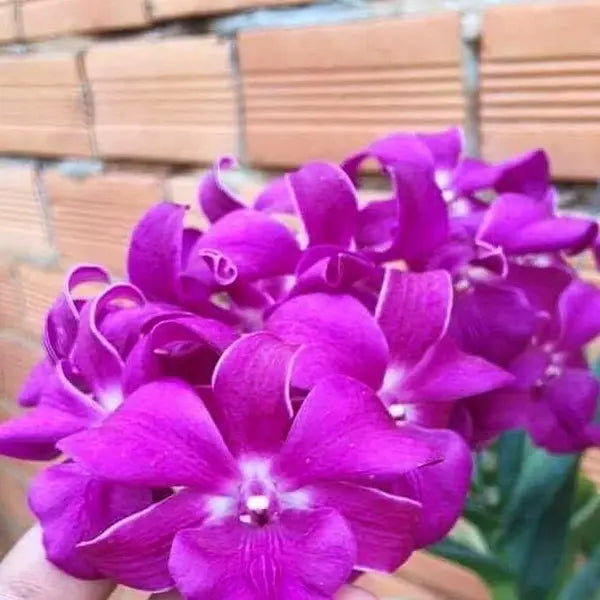 Dendrubium (DS_191)