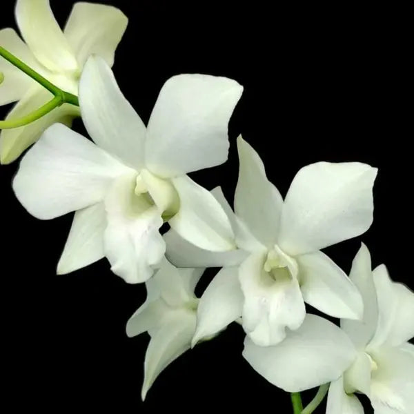 Dendrobium (DS-210)