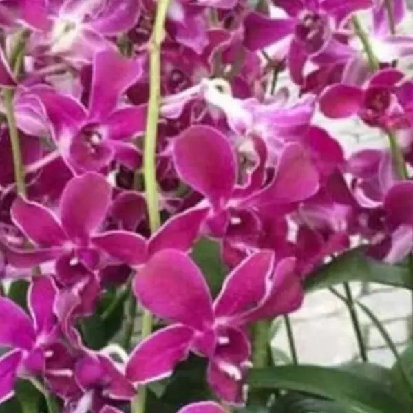 Dendrobium (DS-217)