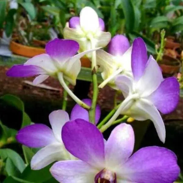 Dendrobium (DS-218)