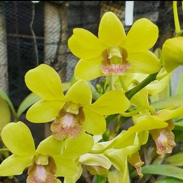 Dendrubium (DS-219)
