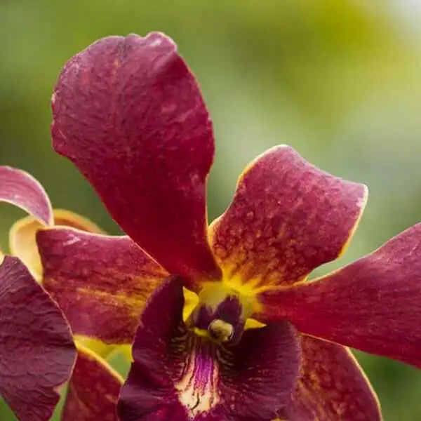 Dendrobium (DS-222)
