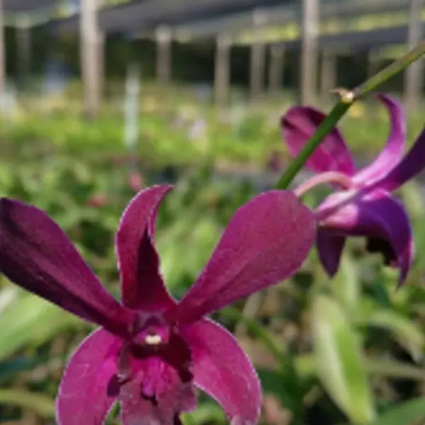 Dendrubium (DS-223)