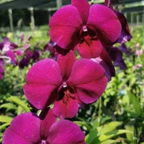 Dendrobium (DS-224)