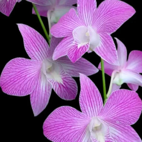 Dendrubium (DS-225)