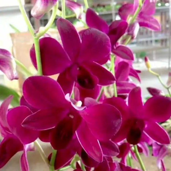 Dendrobium (DS-228)