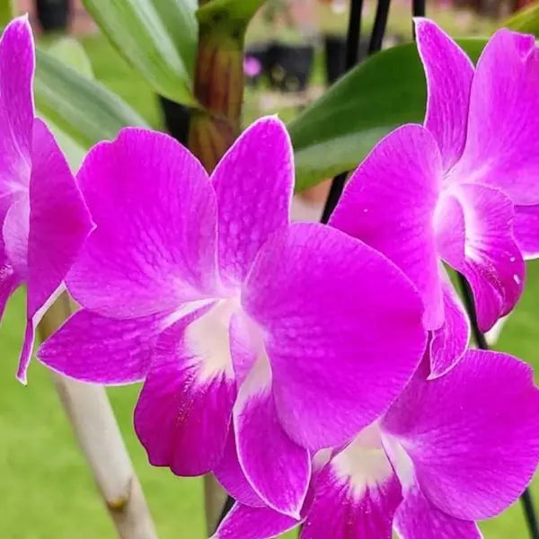 Dendrobium (DS-230)