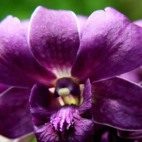 Dendrubium (DS-233)