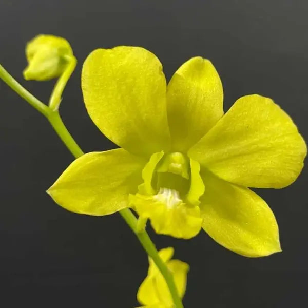 Dendrobium (DS-237)