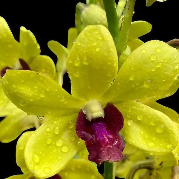 Dendrobium (DS-241)