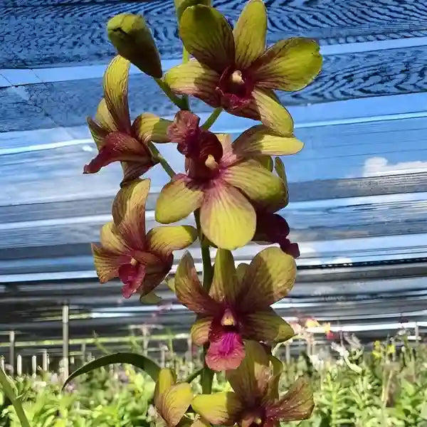 Dendrobium (DS-243)