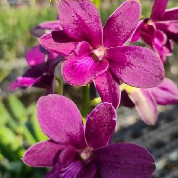 Dendrobium (DS-244)