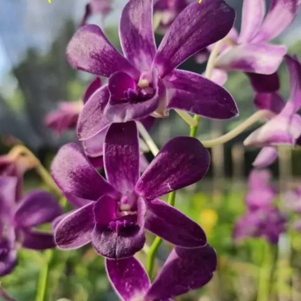 Dendrobium (DS-245)