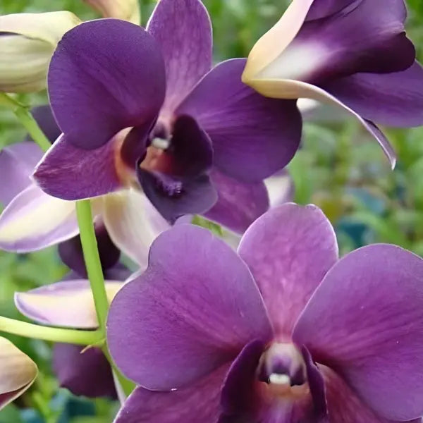 Dendrobium (DS-255)