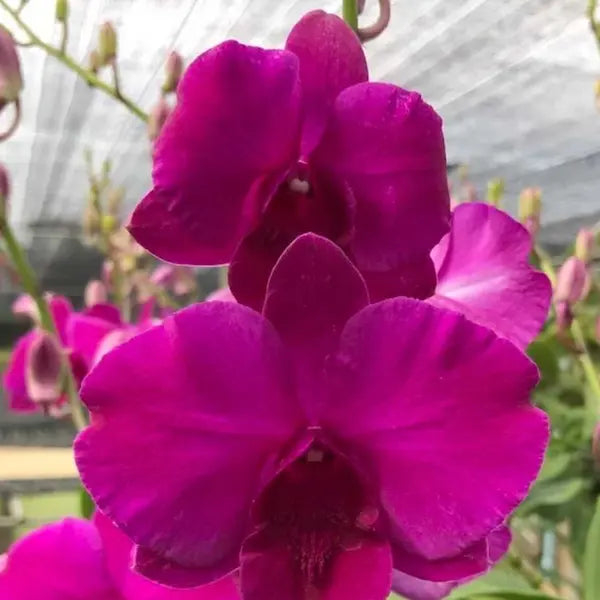 Dendrobium (DS-256)
