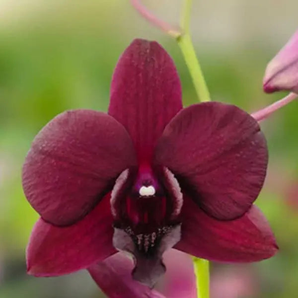 Dendrobium (DS-257)