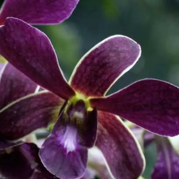 Dendrubium (DS-258)