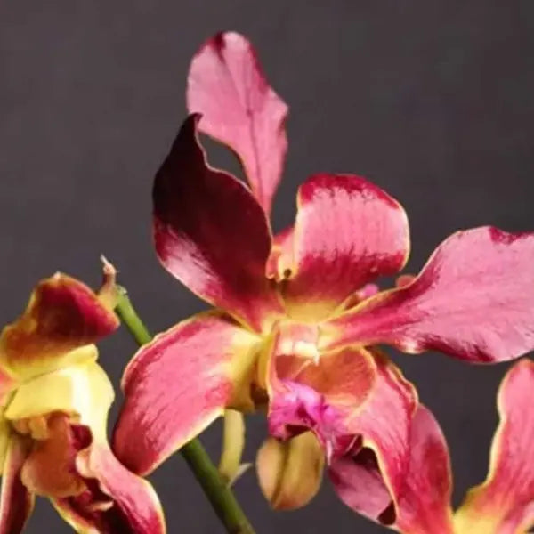 Dendrobium (DS-259)