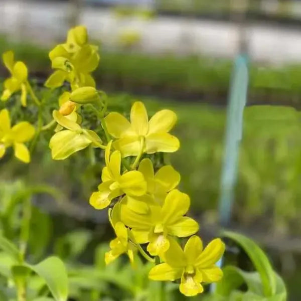 Dendrobium (DS-260)
