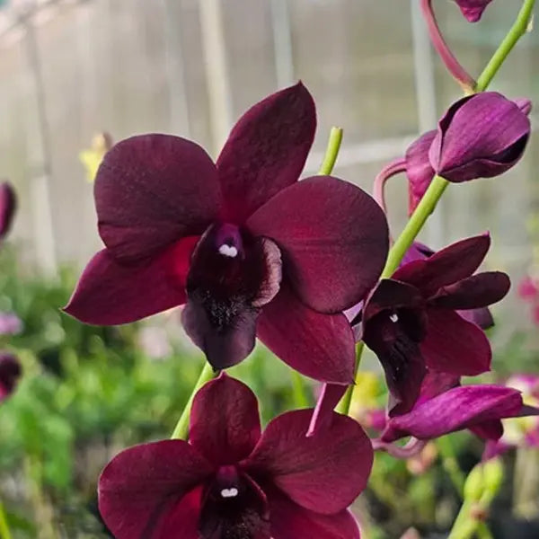Dendrobium (DS-262)