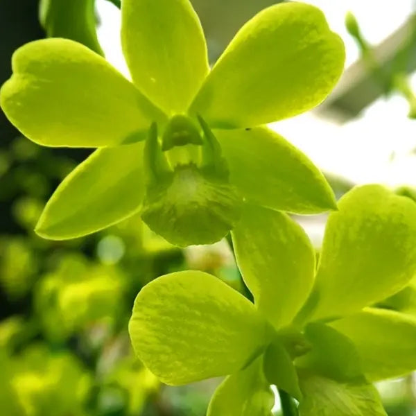 Dendrobium (DS-264)