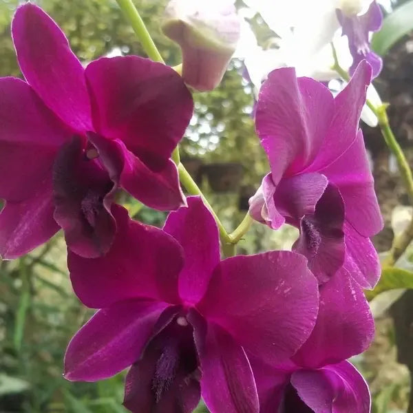 Dendrobium (DS-266)