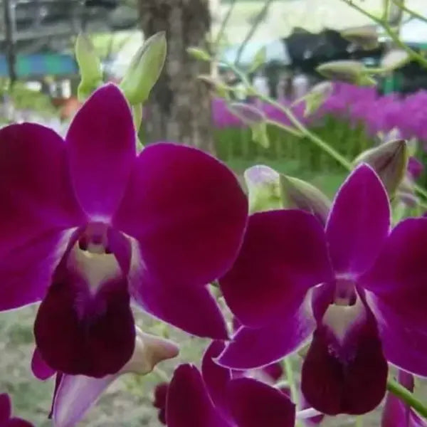 Dendrobium (DS-268)