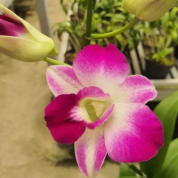 Dendrobium (DS-269)