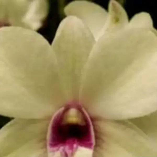 Dendrubium (DS-270)