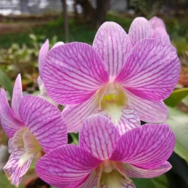 Dendrobium (DS-273)