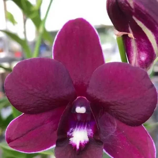 Dendrobium (DS-280)