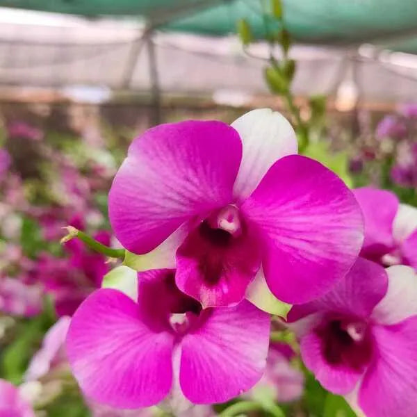 Dendrobium (DS-281)