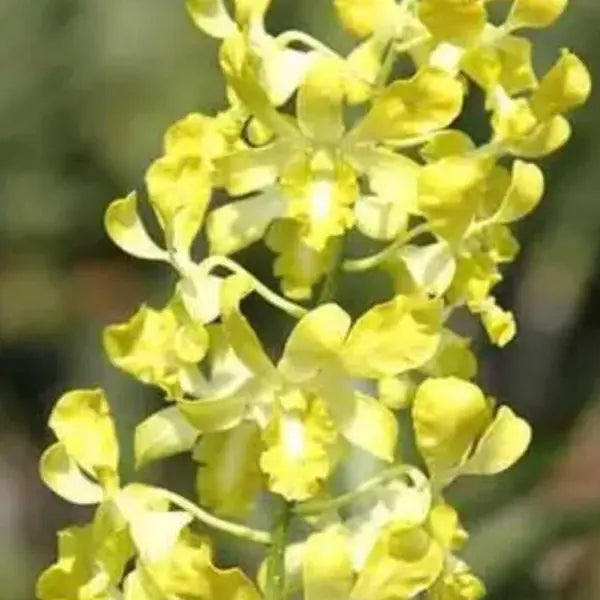 Dendrobium (DS-149)