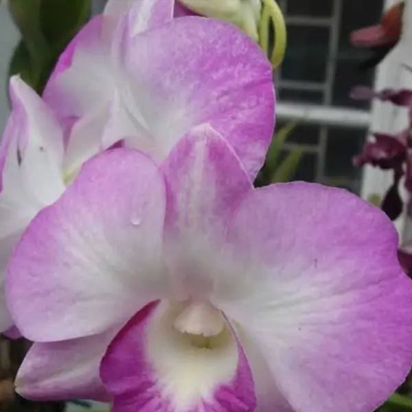 Dendrobium (DS-161)