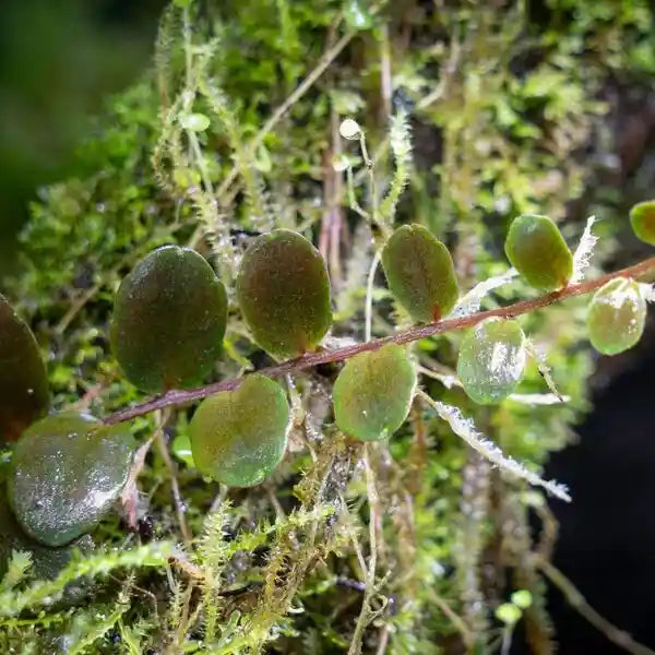 Marcgravia sp Azrael - Terrarium Plants