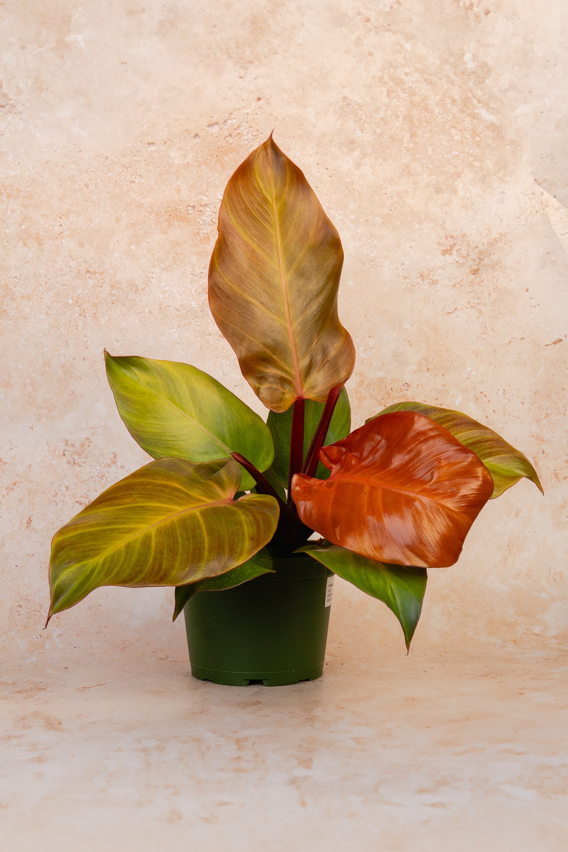 Philodendron Mccolley's finale