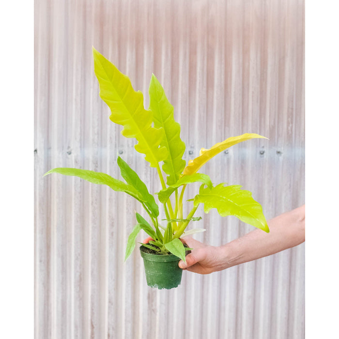 Philodendron ring of Fire aurea