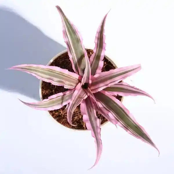 Cryptanthus Bivittatus Pink Starlight