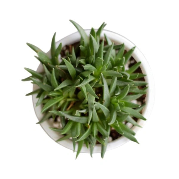 Bergeranthus (Yellow Flowering Succulent)