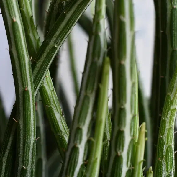 Pickle Plant, Kleinia Stapeliiformis, Candle Stick Plant
