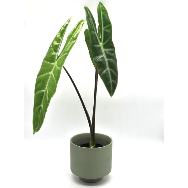 Alocasia Longiloba Lucifer- Rare