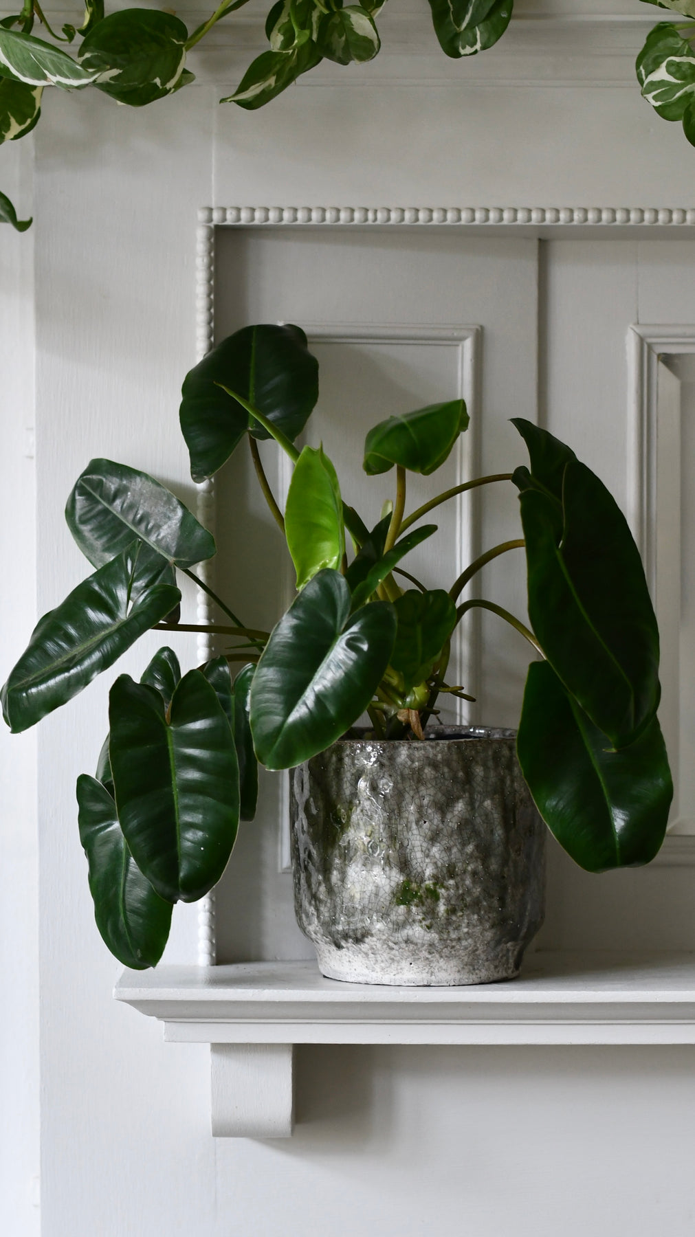 Philodendron Burlemarx Green