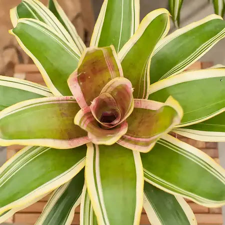 Bromeliads Neoregelia Bossa Nova