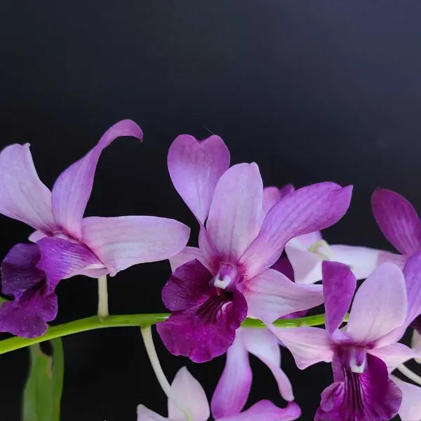 Dendrobium (DS-019)