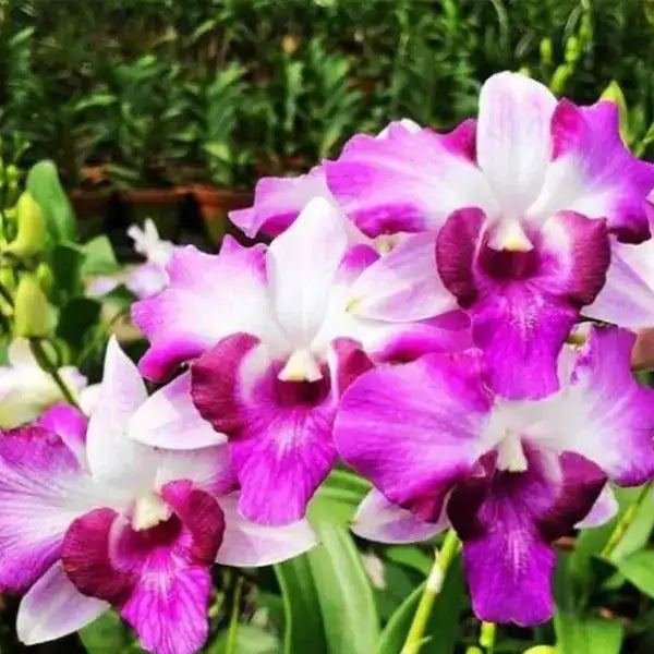 Dendrobium (DS-022)