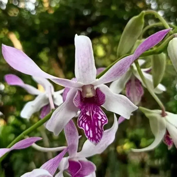 Dendrobium (DS-024)